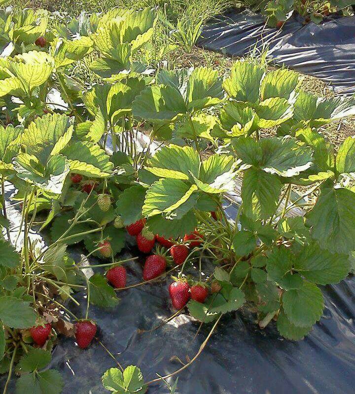 Smart Solutions for agriculture, plantations & farms